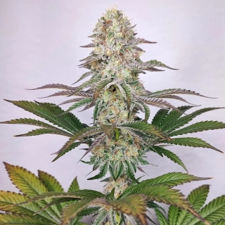 Buddha Seeds DoSi2