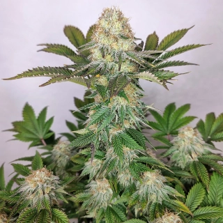 Buddha Seeds Wedding Cheesecake