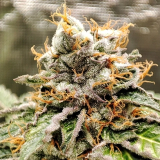 Buddha Seeds Gelato