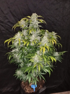 Fast Buds Blackberry Auto