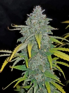 Fast Buds Blue Dream'Matic Auto
