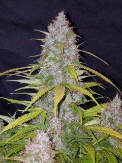 Fast Buds California Snow Auto