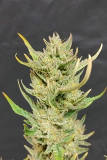 Fast Buds G14 Auto