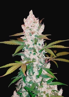 Fast Buds Girl Scout Cookies Auto