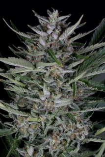 Fast Buds Gorilla Glue Auto