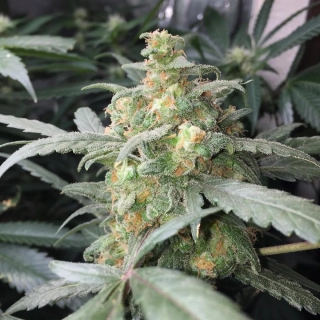 Fast Buds Green Crack Auto