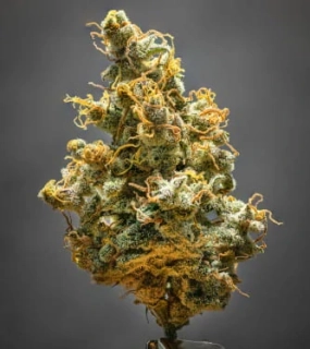 Fast Buds Lemon AK Auto