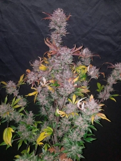 Fast Buds LSD-25 Auto