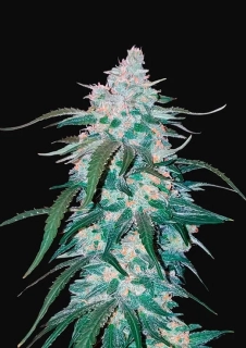 Fast Buds Pineapple Express Auto