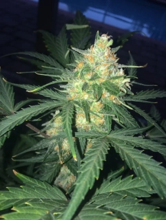 Fast Buds West Scout O.G. Auto