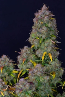 Fast Buds Cream Cookies Auto