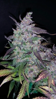 Fast Buds Fastberry Auto