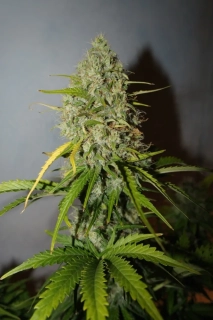Fast Buds GrapeFruit Auto