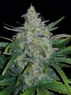 Fast Buds Rhino Ryder Auto