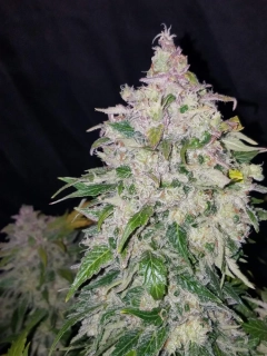 Fast Buds Stardawg Auto
