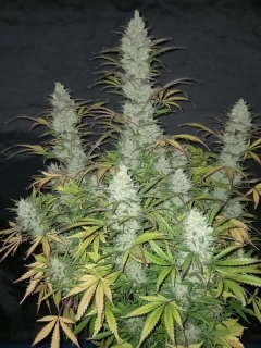 Fast Buds Tangie'Matic Auto