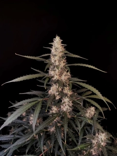 Fast Buds Amnesia Haze Auto