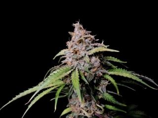 Fast Buds Amnesia Zkittlez Auto