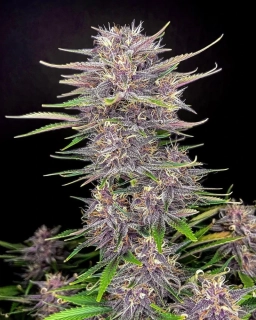 Fast Buds Banana Purple Punch Auto