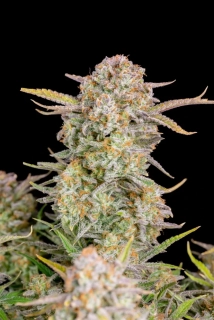 Fast Buds Bruce Banner Auto