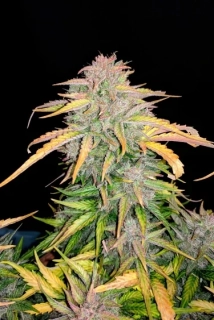 Fast Buds CBD Auto 20:1