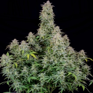 Fast Buds Forbidden Runtz Auto