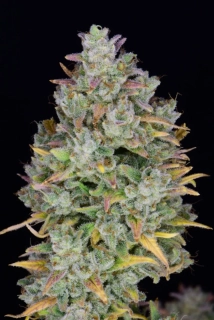 Fast Buds Gelato Auto