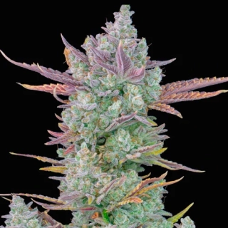 Fast Buds Gorila Cookies Auto