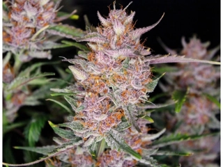Fast Buds Gorilla Punch Auto