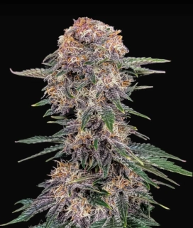 Fast Buds Cherry Cola Auto