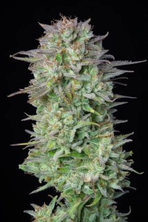 Fast Buds Kosher Cake Auto