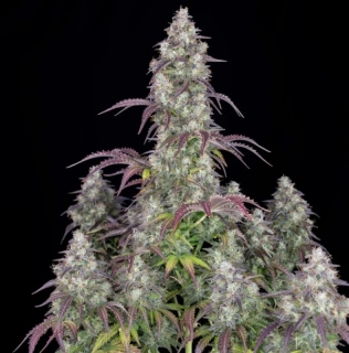 Fast Buds Lemon Pie Auto