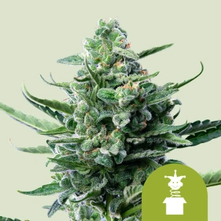 Royal Queen Seeds Royal Jack Automatic