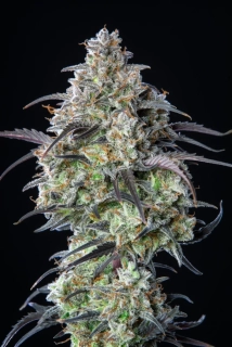 Fast Buds Mimosa Cake Auto
