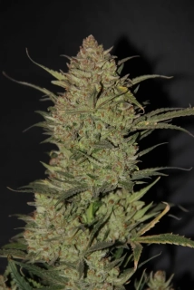 Fast Buds OG Kush Auto