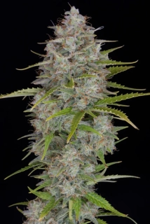 Fast Buds Orange Sherbet Auto