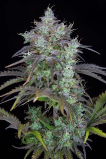 Fast Buds Original Big Bud Auto