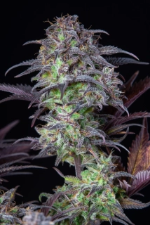Fast Buds Original Blueberry Auto