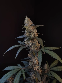 Fast Buds Original BubbleGum Auto