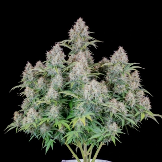 Fast Buds Original Cinderella Auto