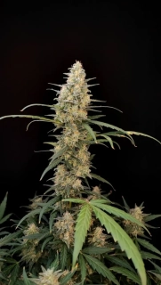 Fast Buds Original Critical Auto