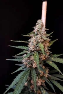 Fast Buds Original Cheese Auto
