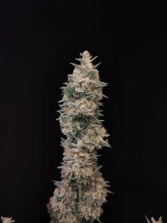 Fast Buds Original Chemdawg Auto