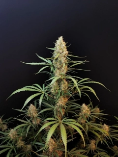 Fast Buds Original Jack Herer Auto
