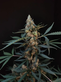 Fast Buds Original Northern Lights Auto