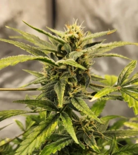 Fast Buds Original Russian Auto