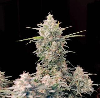 Fast Buds Original Skunk Auto