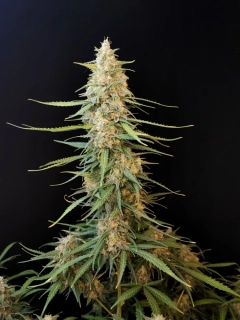 Fast Buds Original Sour Diesel Auto