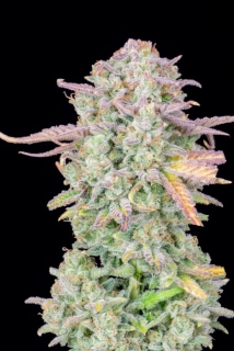 Fast Buds Original Trainwreck Auto