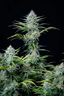 Fast Buds Original White Widow Auto